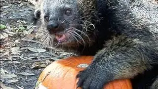 Binturong / 