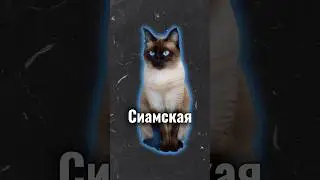 Какие породы кошек придумали в разных странах мира ?🐈🌍