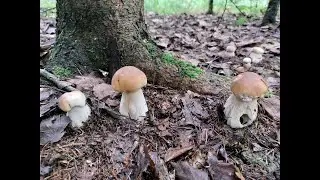 Белых грибов валом, поляны белых на каждом шагу! Часть 2.