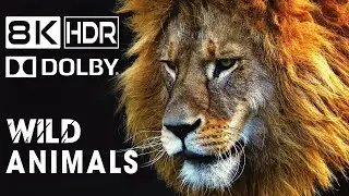 8K Video HDR • Wild Animals in Dolby Vision 8K ULTRA HD