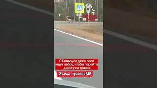 В Беларуси даже лоси ищут зебру, чтобы перейти дорогу на трассе😂 