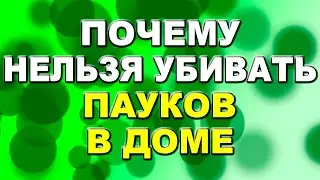 Почему нельзя убивать пауков в доме