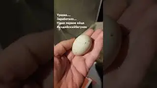 Первое яйцо индийского бегунка  my 