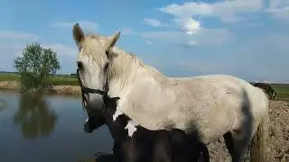 кобыла отгоняет других лошадей от жеребёнка