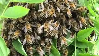 Western Honey Bee Swarm