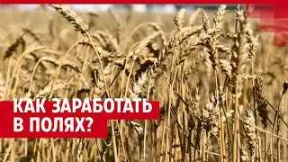 Сколько получают агрономы? Рассказываем, кем быть через 10 лет