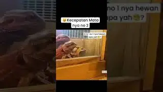 kecepatan mata kucing