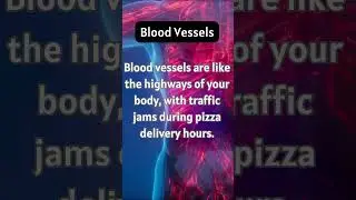 Interesting Fact About Human Body: Blood Vessels 