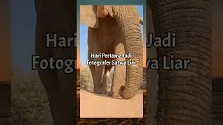 ketika hari pertama kerja fotografer satwa liar😭 
