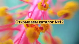 Основные акценты в работе в каталоге №12