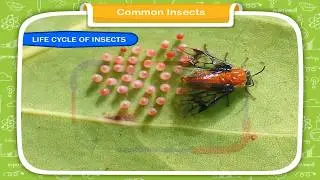 Common Insects class-3