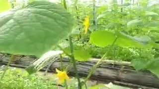 ОГУРЦЫ В ТЕПЛИЦЕ  6 ОКТЯБРЯ