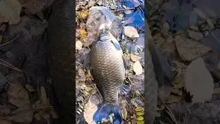 КАРАСЬ НА СПІНІНГ 😅  