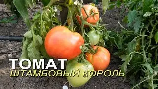 Томат ШТАМБОВЫЙ КОРОЛЬ. Обзор сортов ТОМАТОВ!