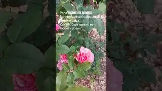 Как можно не любить розы? Они прекрасны. Они загадочно красивы. 