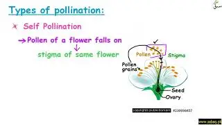 Pollination and its Types, General Science Lecture | Sabaq.pk