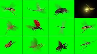 Flying Insects on Green Screen