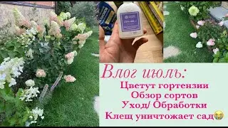 Цветут гортензии, обзор сортов/ Препараты и удобрения для роз и гортензий/ Клещ атакует🤔 Июль 2024.