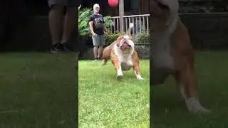 Top 2 High Weight Dog Breed 👹 