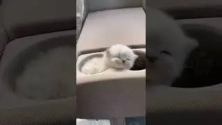 Cutest dogs cats in the world 2023 