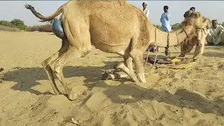 camel birth baby || How camel gives birth babes 🥰🐪