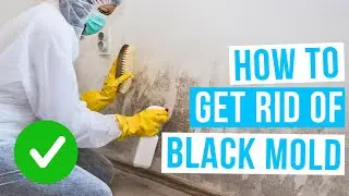 How to GET RID OF BLACK MOLD safely!