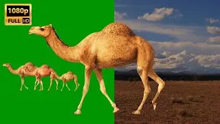 Camel Walking on Green Screen Background Video