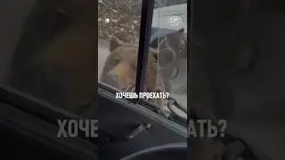 😱Рискнули бы проехать такой КПП? 