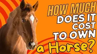 How Much Does It Cost to Own a Horse? 💸❓🐴