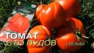 Томату СТО ПУДОВ 135 дней от всходов. Обзор сортов ТОМАТОВ!