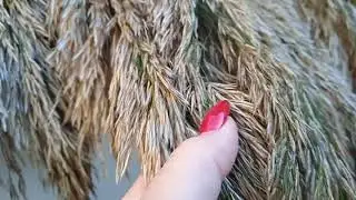Букет из тростника
