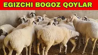 BUXORO QORA QULOQLARI BOG'OZ EGIZAKCHI QO'CHQOR SOVLIQLAR SOTILADI