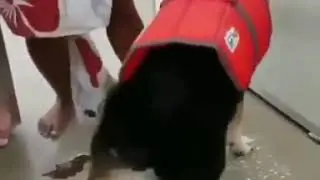 Twerk King when girls train there doggo😂