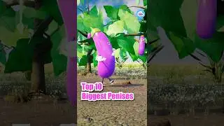 Top 10 Biggest Penises 