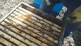 Работа на пасеке 29 марта