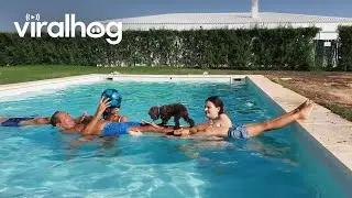 Dog Crosses a Human Bridge || ViralHog