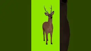 Deer 🦌green screen video | 