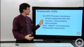 Prokaryotic Cells