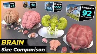 Mind size Comparison | Biggest Mind in the World