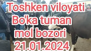 Toshkent vil Bo'ka  tumani chorva mol bozori 21.01.2024