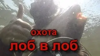 ПОДВОДНАЯ ОХОТА СПЛАВОМ!!! Spearfishing in Volga 2019! Подводная охота на Волге!!!Амур, Толстолобик!