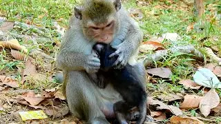 Mom hurt baby! She bites baby monkey many times