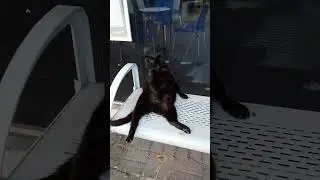The Cat Who Knew Zen.😽💤 | Кот, который познал Дзен. 😌