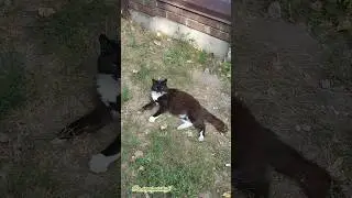 Какая милая котейка 😻💋🐈