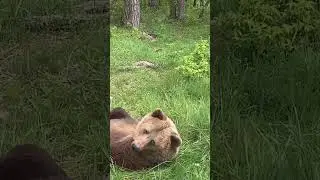 Rescued Bear Manya Just Wants to Relax at BEAR SANCTUARY Domazhyr | FOUR PAWS USA