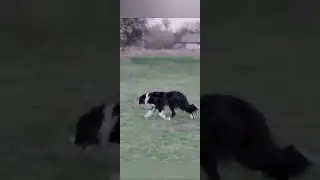 робочі бордер коллі цуценята Kisses of Angel border collies Herding
