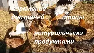 Кормление домашней птицы натуральными продуктами