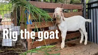 Hand feeding goats at the farm