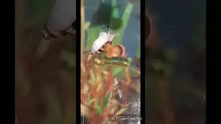 катушка напала на хелену