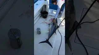 Спускаем кровь с Тунца 